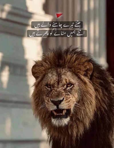 umer