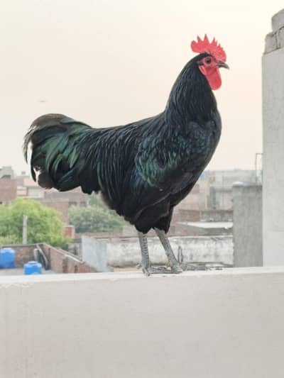 Australorp Roster