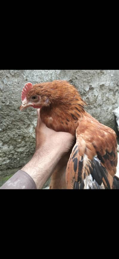 egg Hens scaler