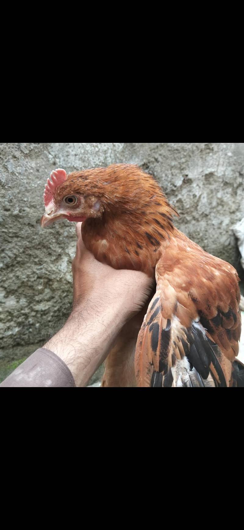 egg Hens scaler 0