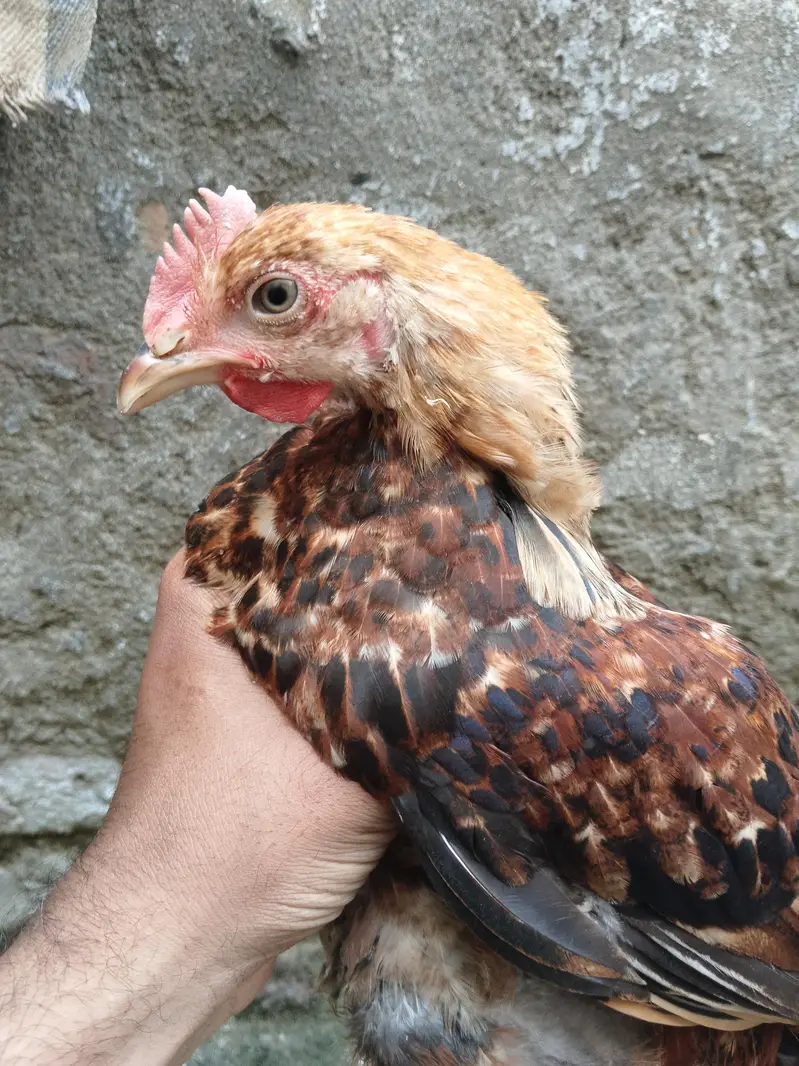 egg Hens scaler — photo 2