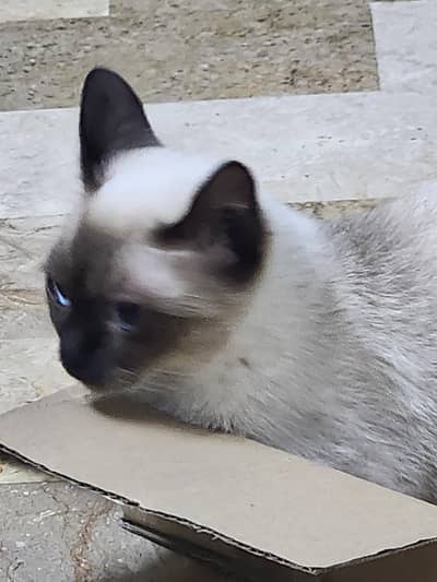 Siamese Cat Pair | 3 Months Old | Pure Bred | Trained Kittens