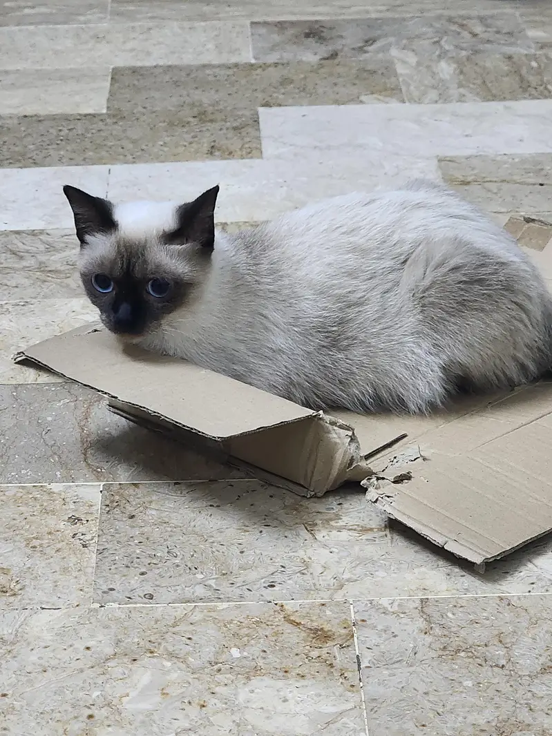 Siamese Cat Pair | 3 Months Old | Pure Bred | Trained Kittens — photo 2
