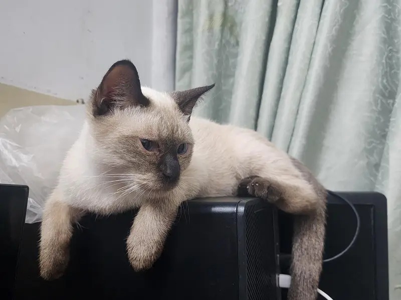 Siamese Cat Pair | 3 Months Old | Pure Bred | Trained Kittens — photo 3