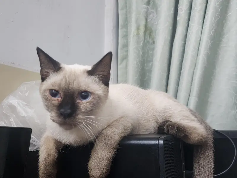 Siamese Cat Pair | 3 Months Old | Pure Bred | Trained Kittens — photo 4