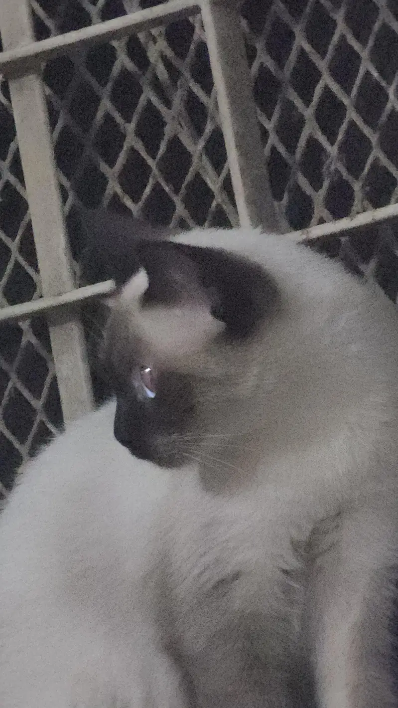 Siamese Cat Pair | 3 Months Old | Pure Bred | Trained Kittens — photo 5