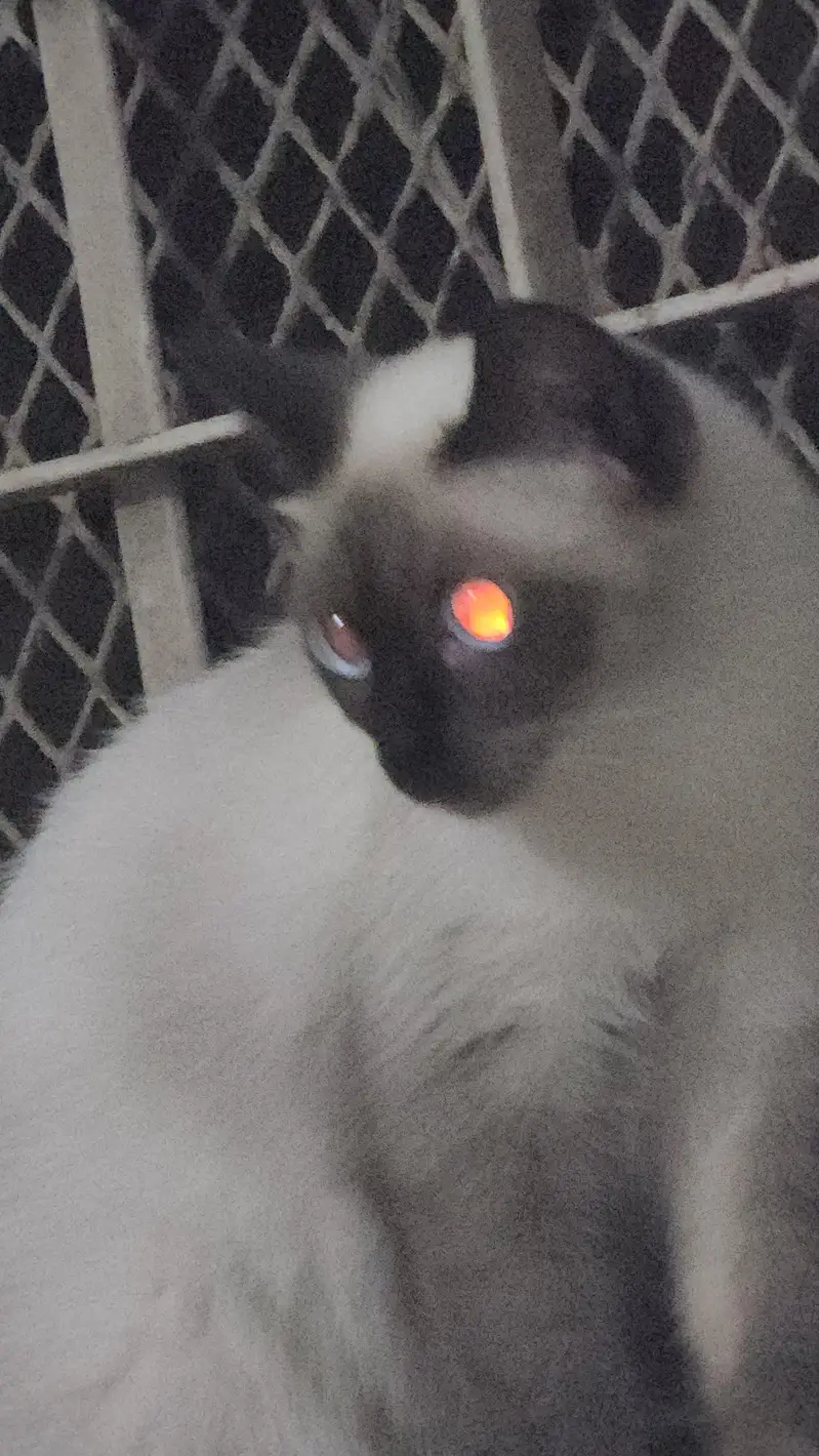 Siamese Cat Pair | 3 Months Old | Pure Bred | Trained Kittens — photo 6