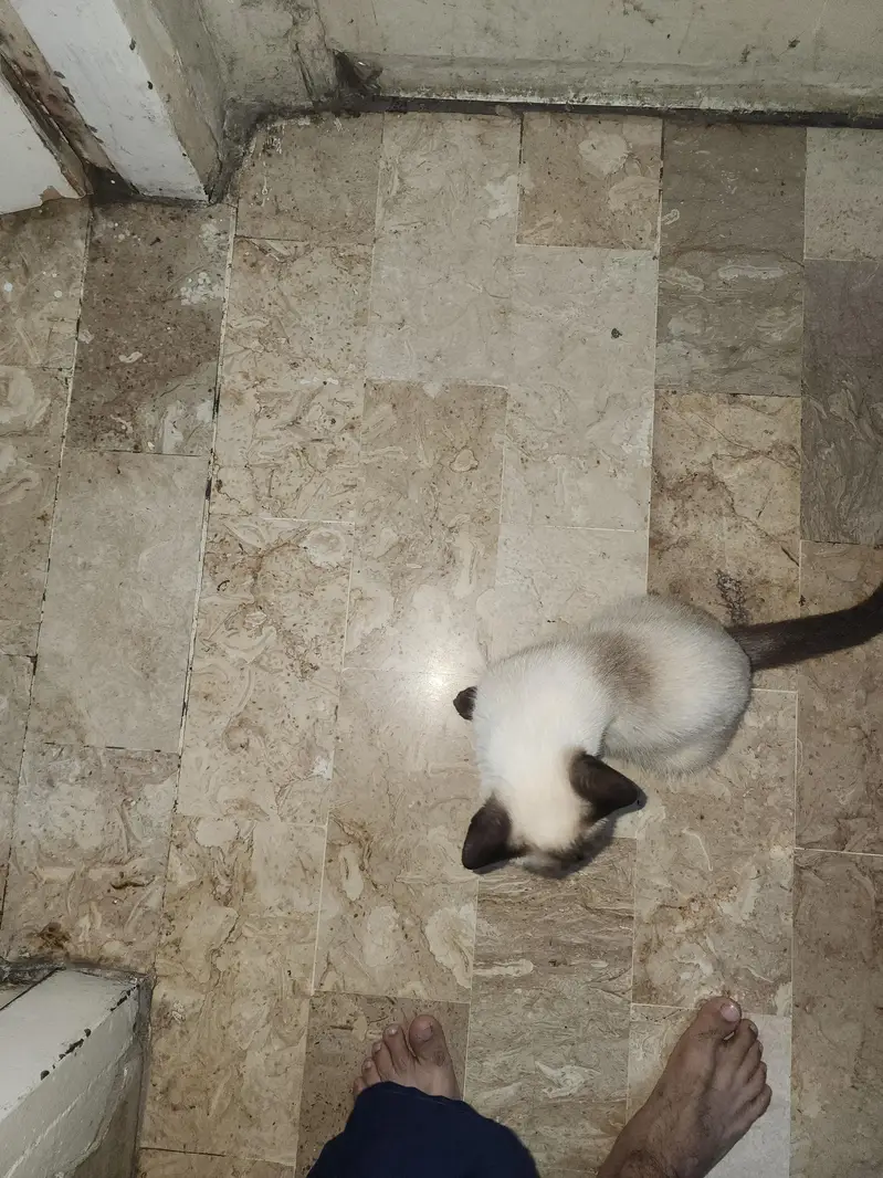 Siamese Cat Pair | 3 Months Old | Pure Bred | Trained Kittens — photo 8