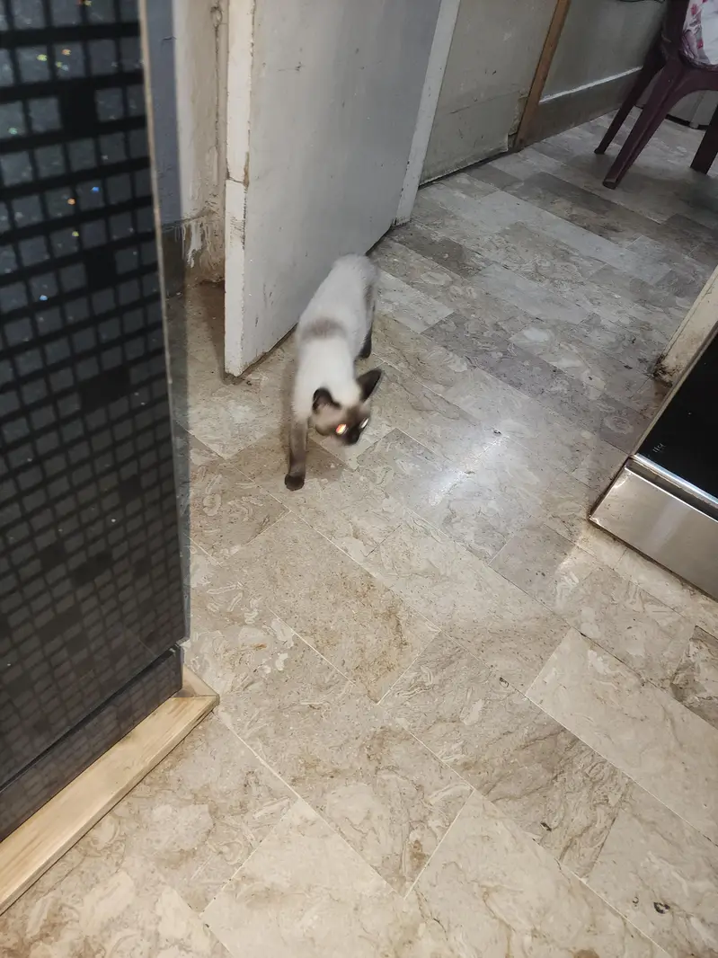Siamese Cat Pair | 3 Months Old | Pure Bred | Trained Kittens — photo 9