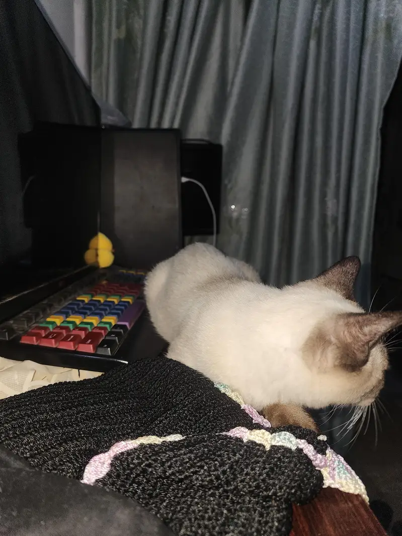 Siamese Cat Pair | 3 Months Old | Pure Bred | Trained Kittens — photo 10