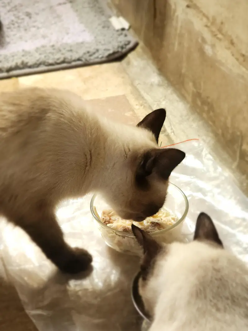 Siamese Cat Pair | 3 Months Old | Pure Bred | Trained Kittens — photo 11