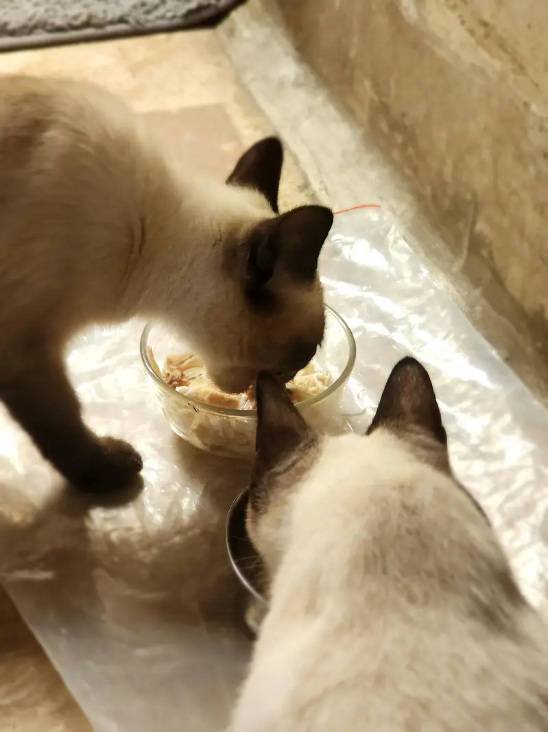 Siamese Cat Pair | 3 Months Old | Pure Bred | Trained Kittens — photo 12