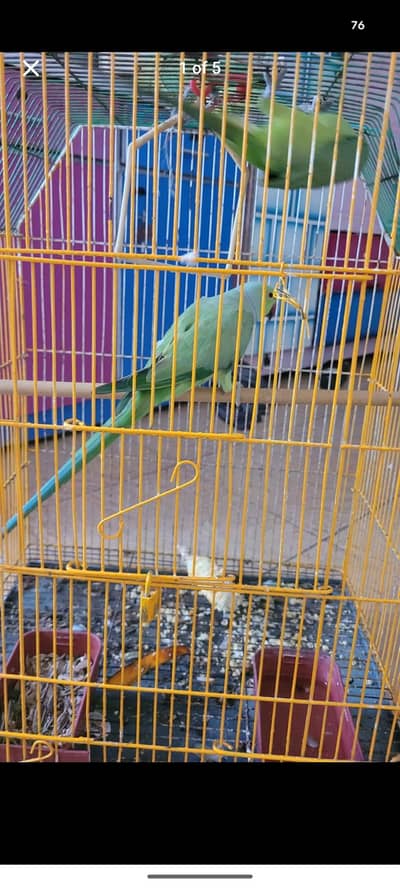 Ringneck Breeder pair
