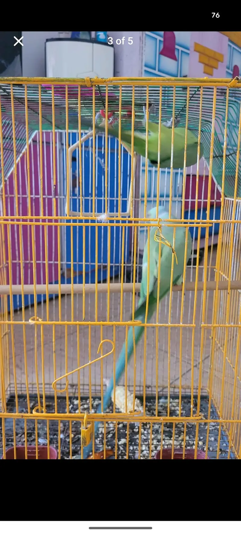 Ringneck Breeder pair — photo 2