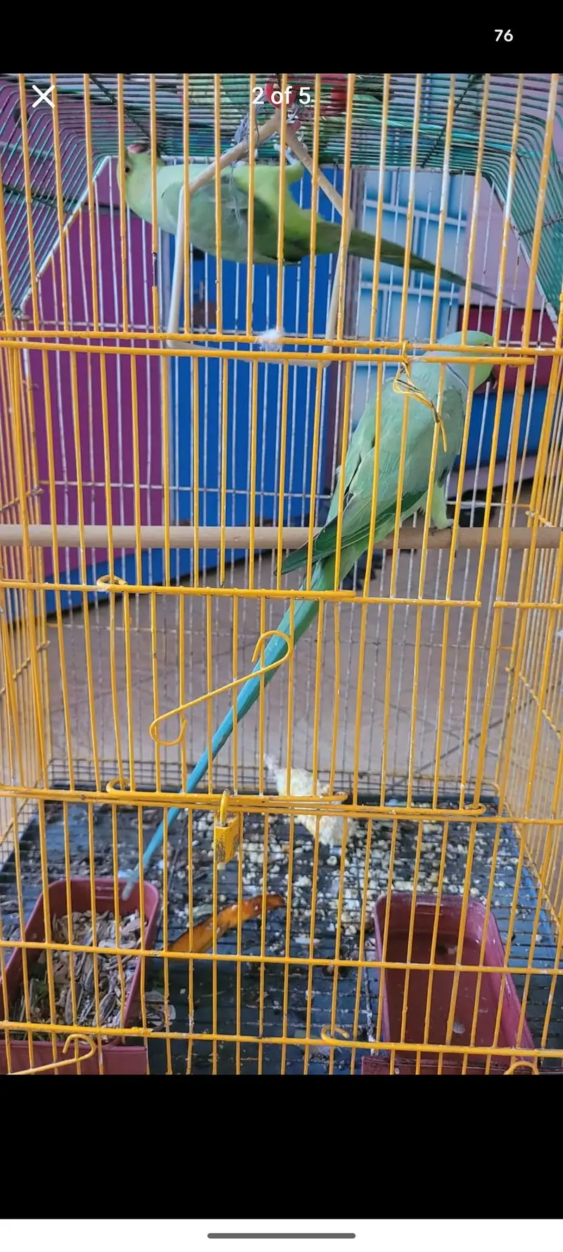 Ringneck Breeder pair — photo 3