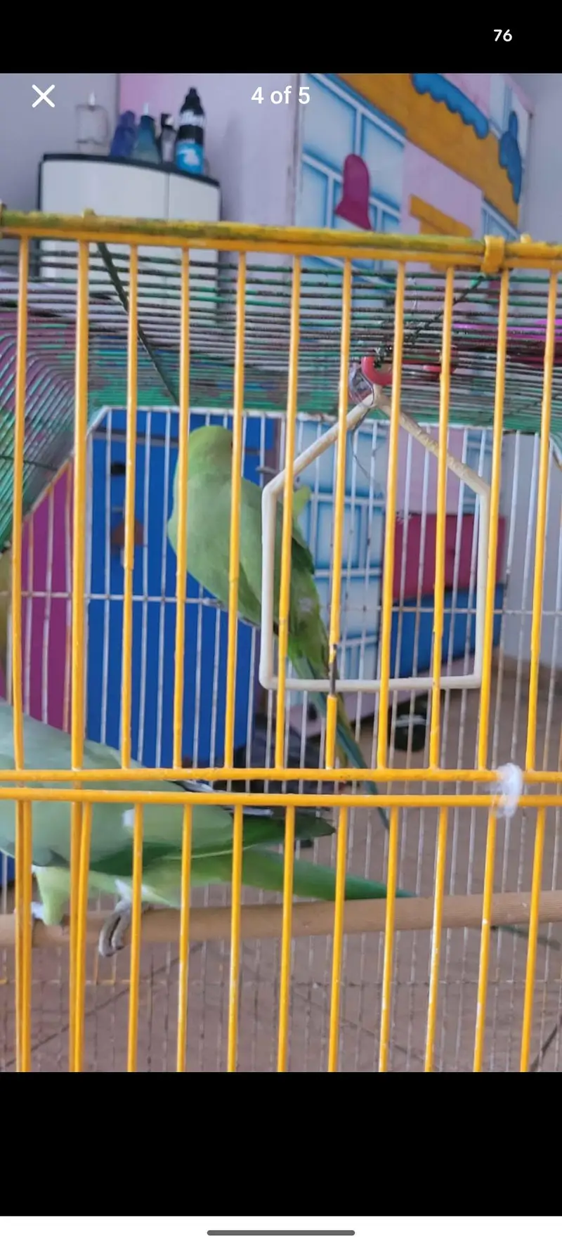 Ringneck Breeder pair — photo 4