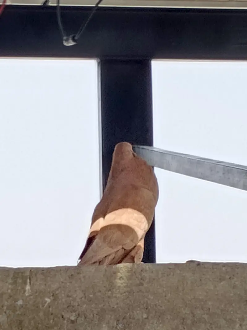 pigeons sell — photo 2