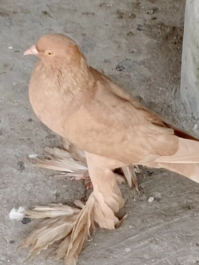 pigeons sell — photo 3