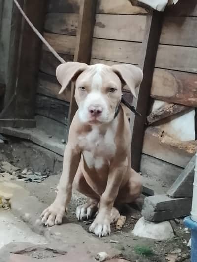 amircan pitbull dog for sale male bhot ala bread h age 4month graw eye