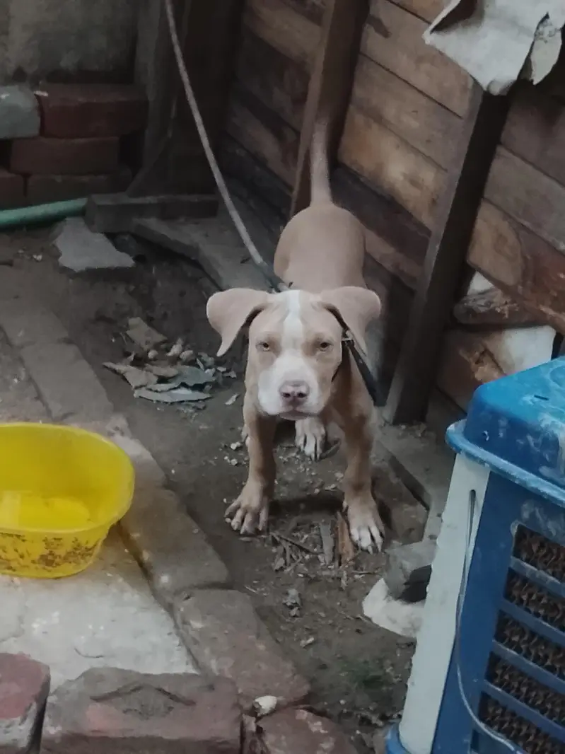 amircan pitbull dog for sale male bhot ala bread h age 4month graw eye — photo 2