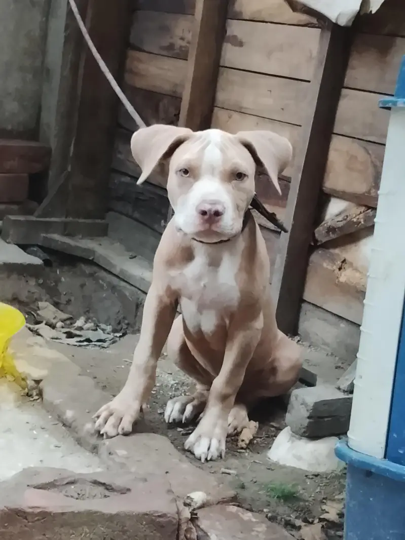 amircan pitbull dog for sale male bhot ala bread h age 4month graw eye — photo 3