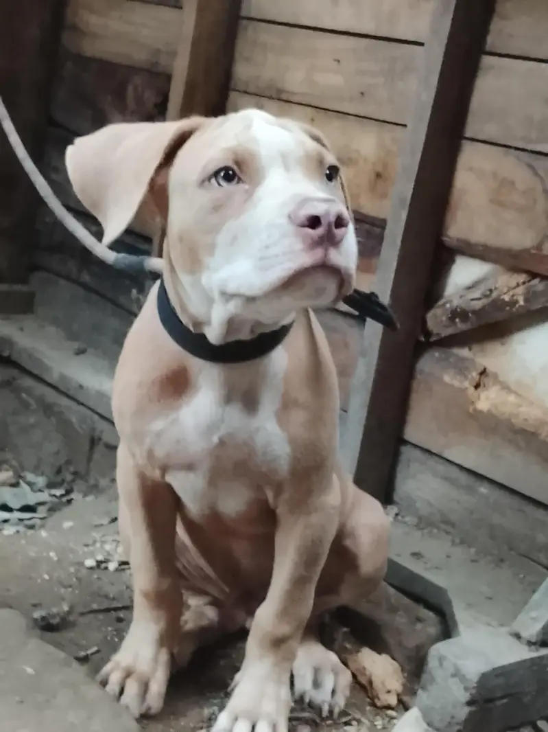 amircan pitbull dog for sale male bhot ala bread h age 4month graw eye — photo 5