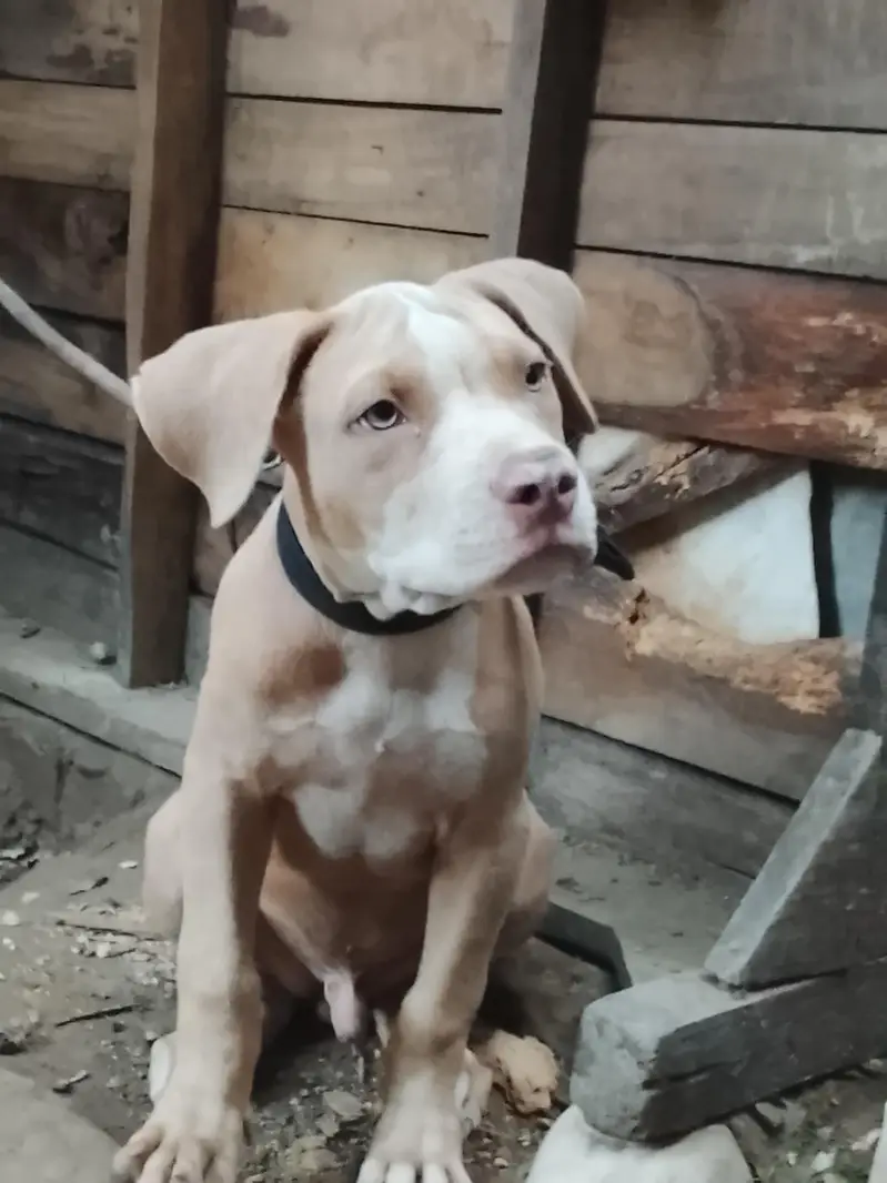 amircan pitbull dog for sale male bhot ala bread h age 4month graw eye — photo 6