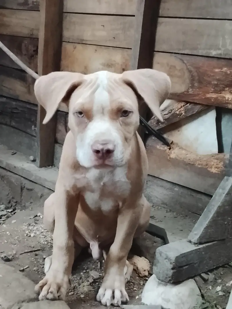 amircan pitbull dog for sale male bhot ala bread h age 4month graw eye — photo 7