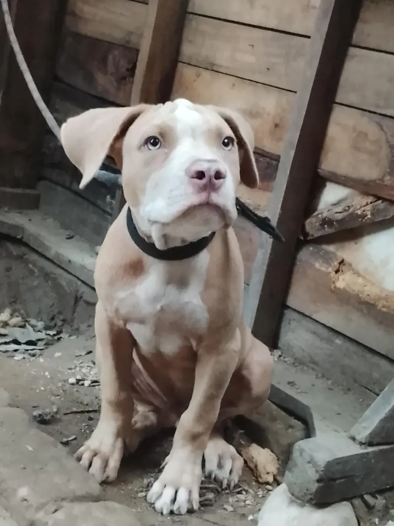 amircan pitbull dog for sale male bhot ala bread h age 4month graw eye — photo 9
