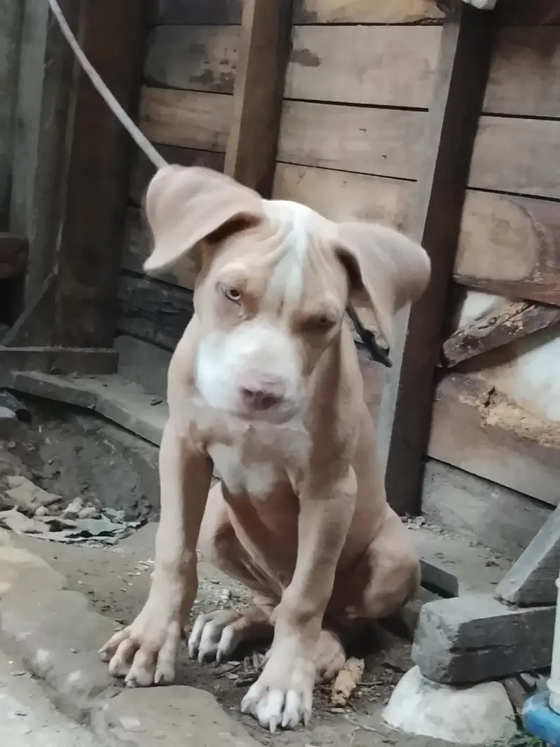 amircan pitbull dog for sale male bhot ala bread h age 4month graw eye — photo 10