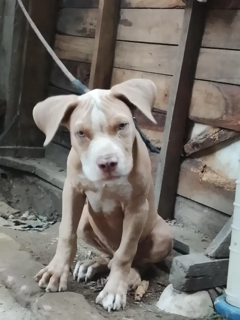 amircan pitbull dog for sale male bhot ala bread h age 4month graw eye — photo 11