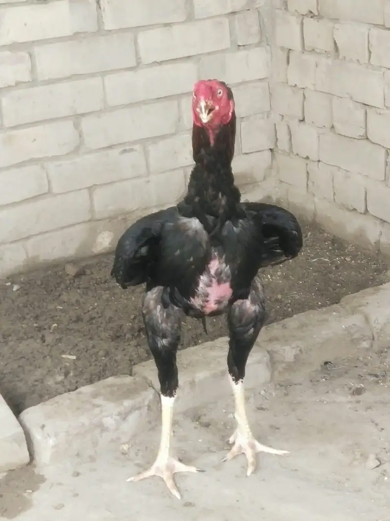 ye bhot achi blade lean se he — photo 3
