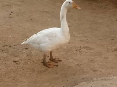Duck for sale