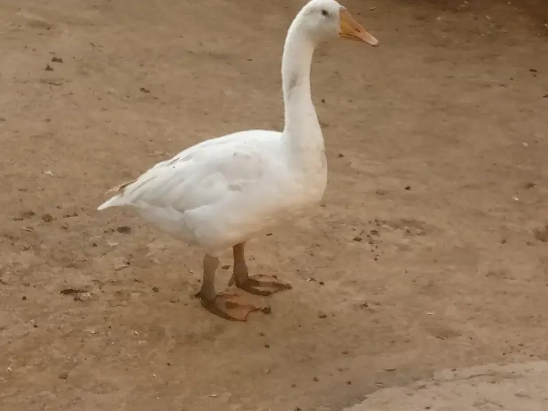 Duck for sale 2 pice