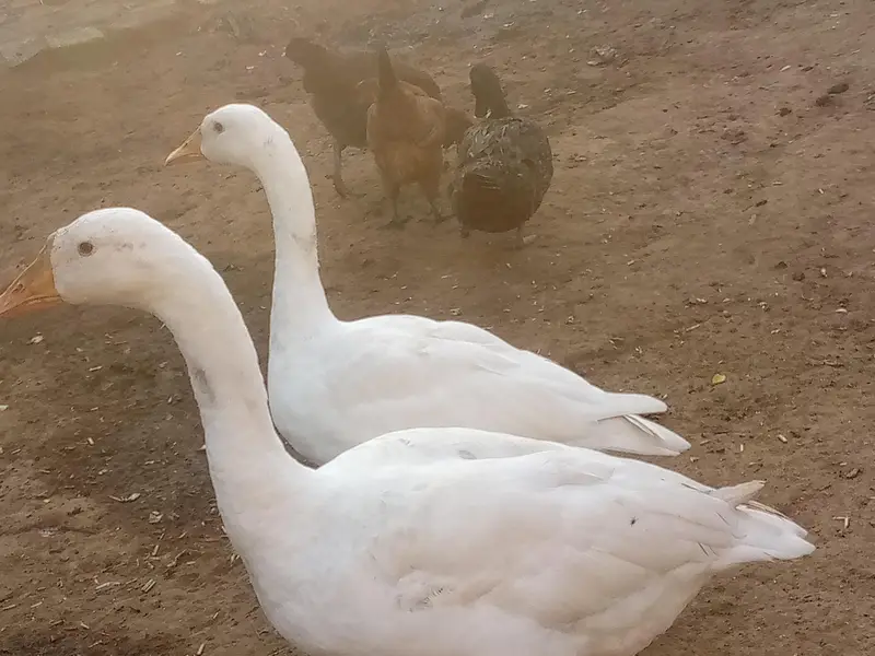 Duck for sale 2 pice — photo 2