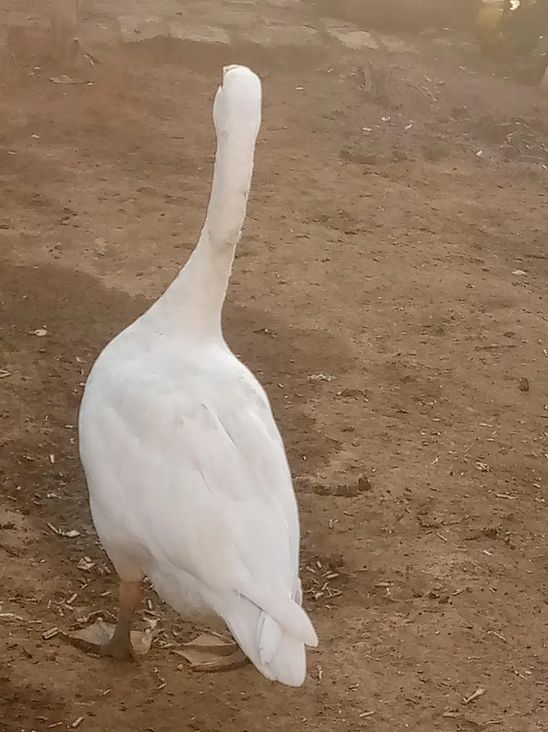 Duck for sale 2 pice — photo 3