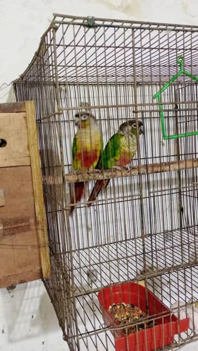 yellow sided Conor pair aur pineapple conour breeder pair available ha