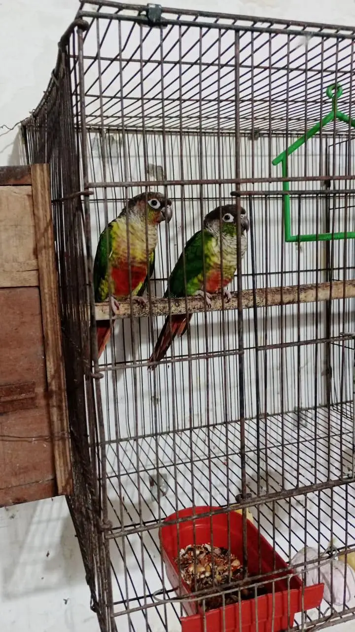 yellow sided Conor pair aur pineapple conour breeder pair available ha — photo 2