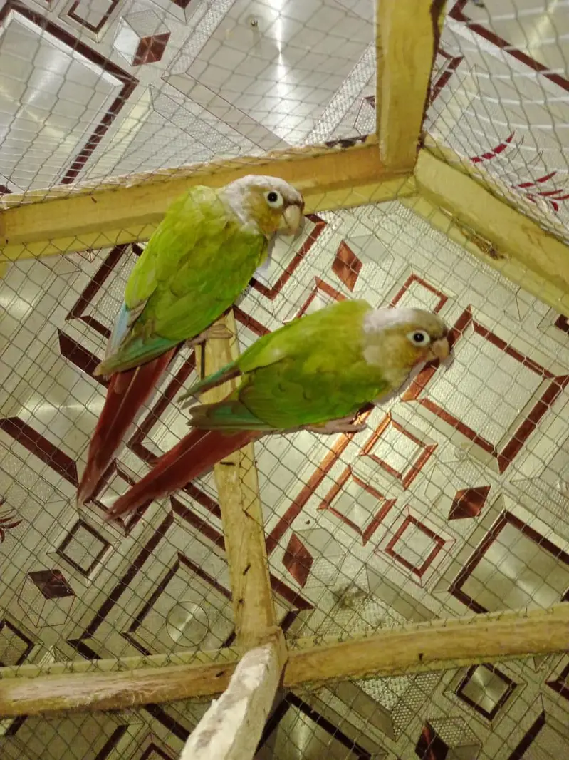 yellow sided Conor pair aur pineapple conour breeder pair available ha — photo 3
