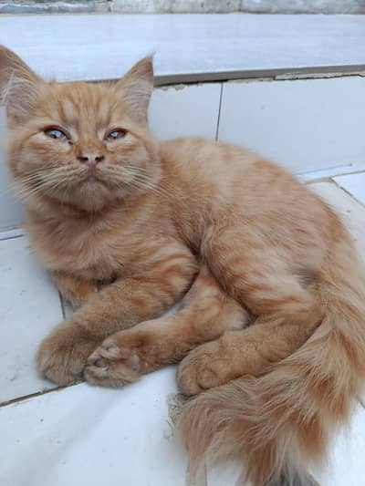 persian cat Fawn color male