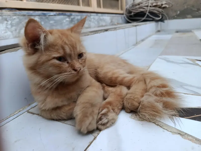persian cat Fawn color male — photo 3