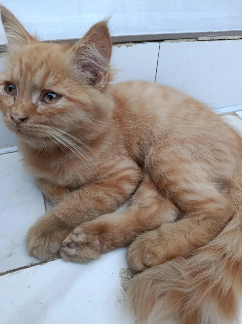 persian cat Fawn color male — photo 4