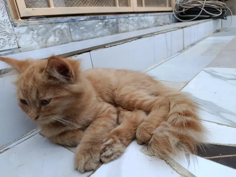 persian cat Fawn color male — photo 5