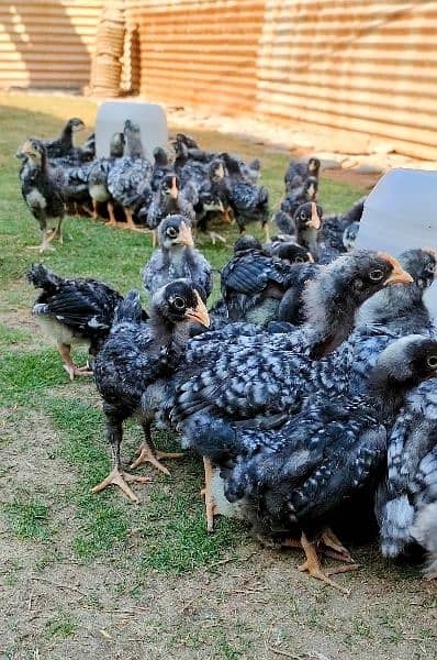 Blue &  Black Australorp , Plymouth Rock, Egyptian Fayoumi & Rir