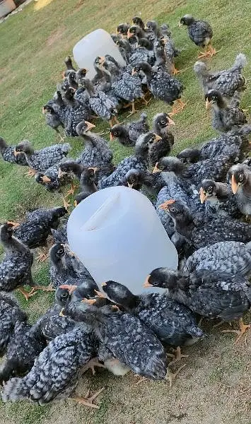 Blue &  Black Australorp , Plymouth Rock, Egyptian Fayoumi & Rir — photo 2