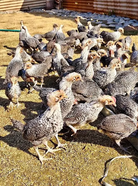 Blue &  Black Australorp , Plymouth Rock, Egyptian Fayoumi & Rir — photo 4