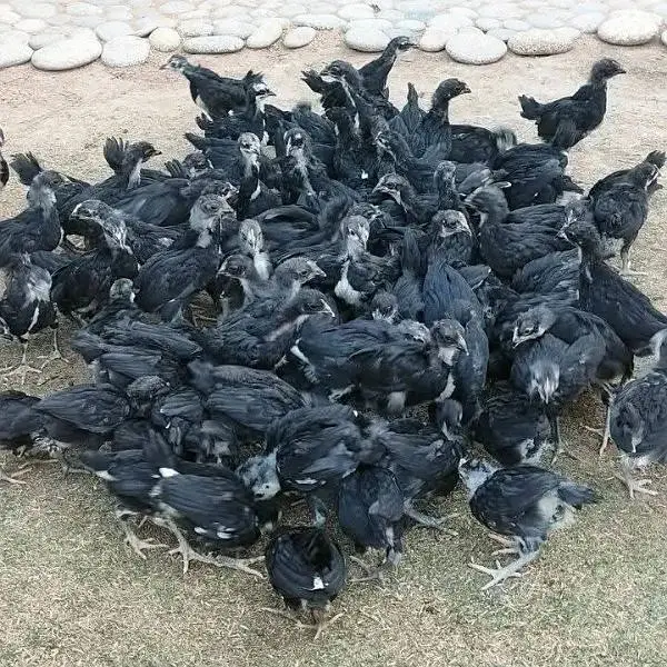 Blue &  Black Australorp , Plymouth Rock, Egyptian Fayoumi & Rir — photo 7