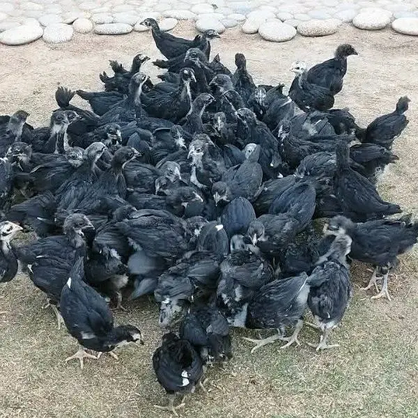 Blue &  Black Australorp , Plymouth Rock, Egyptian Fayoumi & Rir — photo 8