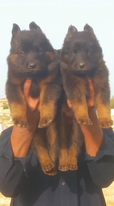 German Shepherd puppies | Imported Bloodline | GSD dog | double coat