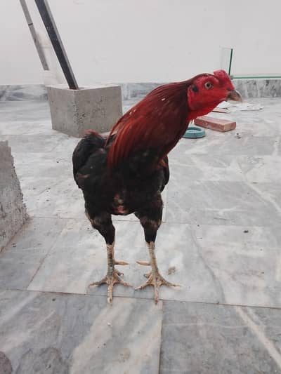 Lakha aseel murga